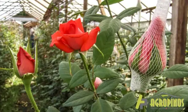 Flores rojas