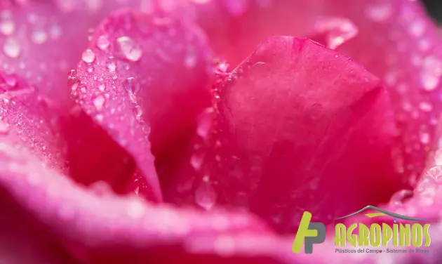 Rosa fucsia