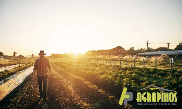 Atardecer en el cultivo 