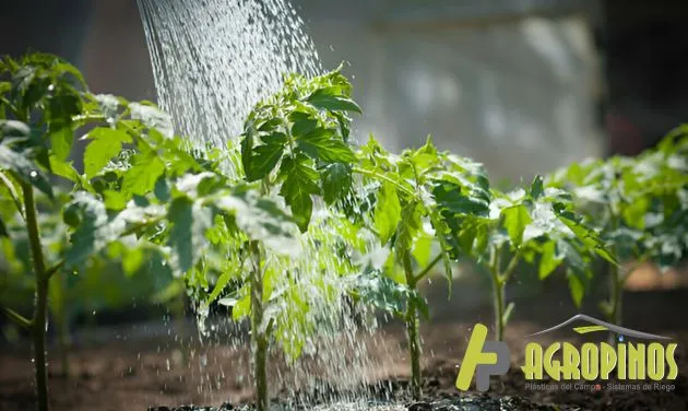 Plantas regadas por mangueras para agro