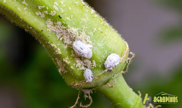 Especies de plagas en agricultura