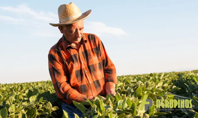 Campesino