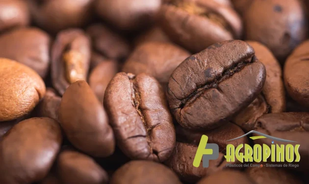 Granos de cafés