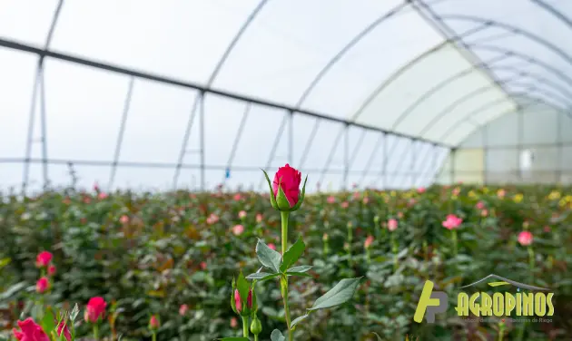 Rosas en invernadero