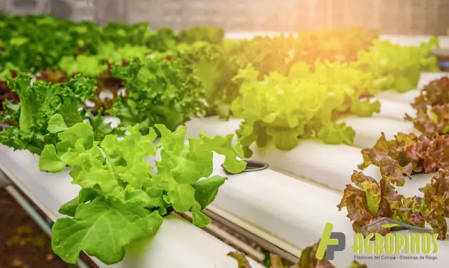 Agricultura vertical