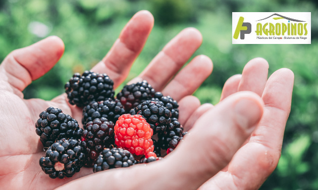 Cuide su cultivo en clima frio con estos productos | Agropinos