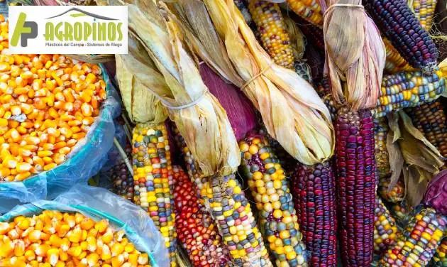 Variedades de maíz en Colombia 
