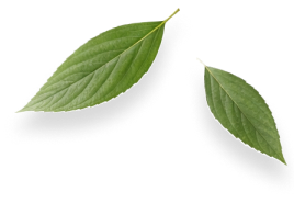 hojas